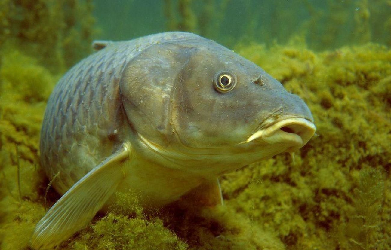 Cyprinus carpio carpio Linnaeus, 1758